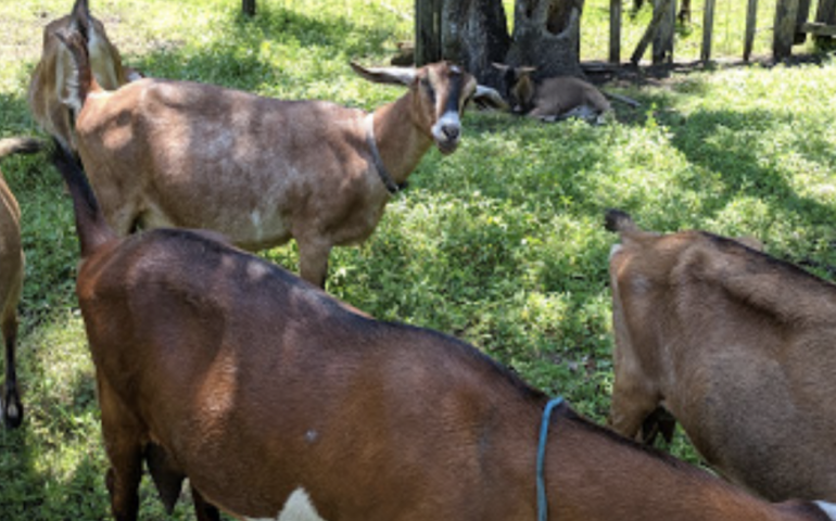 Jeremiah Farm & Goat Dairy